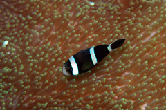 Amphiprion tricinctus