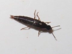Quedius maurorufus