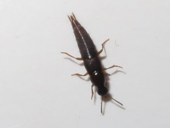 Quedius maurorufus