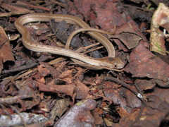 Dryophylax hypoconia