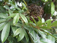 Cossinia pinnata