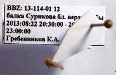 Orthotylus rubidus