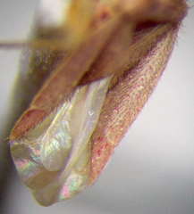 Orthotylus rubidus