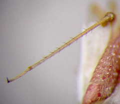 Orthotylus rubidus