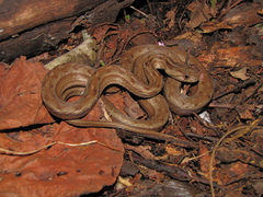 Dryophylax hypoconia