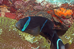 Amphiprion tricinctus