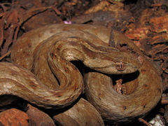 Dryophylax hypoconia