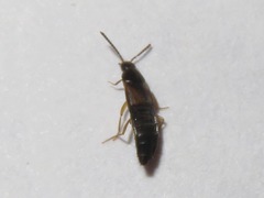Oxypoda acuminata
