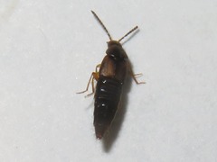 Oxypoda acuminata