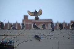 Columba livia
