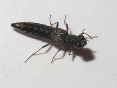 Stenus bimaculatus