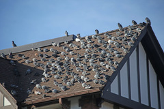 Columba livia