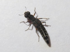Stenus bimaculatus