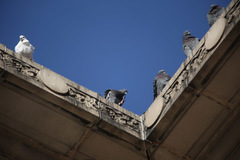 Columba livia