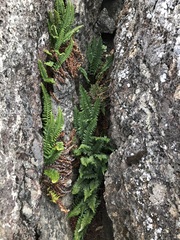 Polystichum scopulinum