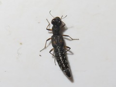 Stenus bimaculatus