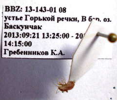 Orthotylus rubidus