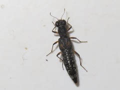 Stenus bimaculatus