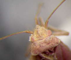 Orthotylus rubidus