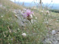 Centaurea deusta