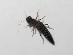 Stenus bimaculatus