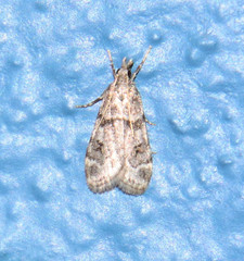 Scoparia palloralis