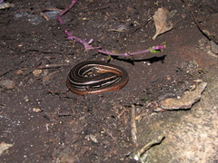 Aspronema dorsivittatum