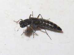 Stenus bimaculatus