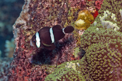 Amphiprion tricinctus