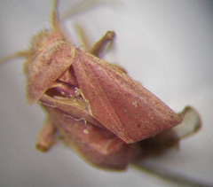 Orthotylus rubidus