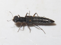 Stenus bimaculatus