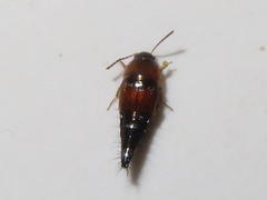 Tachyporus dispar