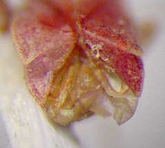 Orthotylus rubidus