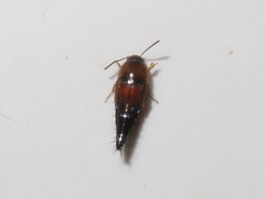 Tachyporus dispar