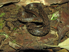 Mesotes strigatus