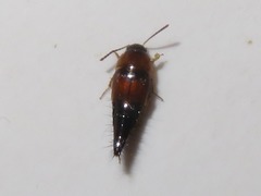 Tachyporus dispar