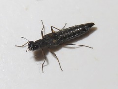 Stenus bimaculatus