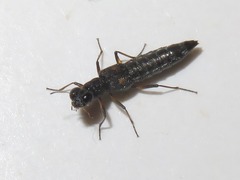 Stenus bimaculatus