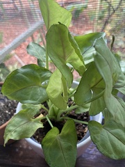 Caladieae