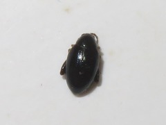 Psylliodes laticollis