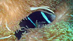 Amphiprion tricinctus