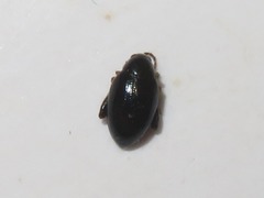 Psylliodes laticollis