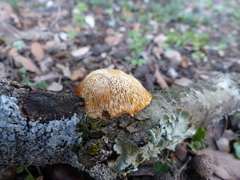 Dichomitus campestris