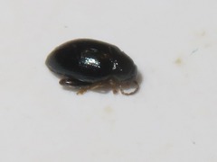 Psylliodes laticollis