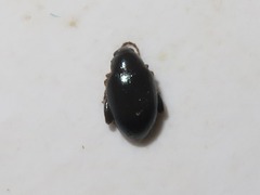 Psylliodes laticollis