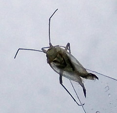 Orthotylus schoberiae