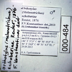 Orthotylus schoberiae