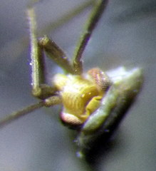 Orthotylus schoberiae