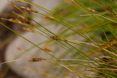 Carex micropoda
