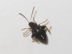 Psylliodes laticollis